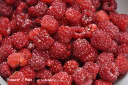 Raspberry Heritage ripe in bowl